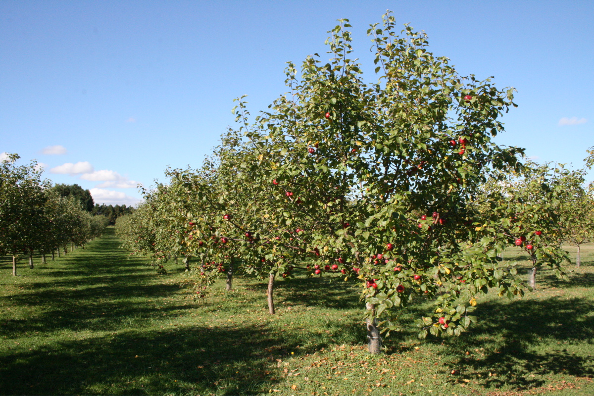 Wintermoor Orchard in York, PEI