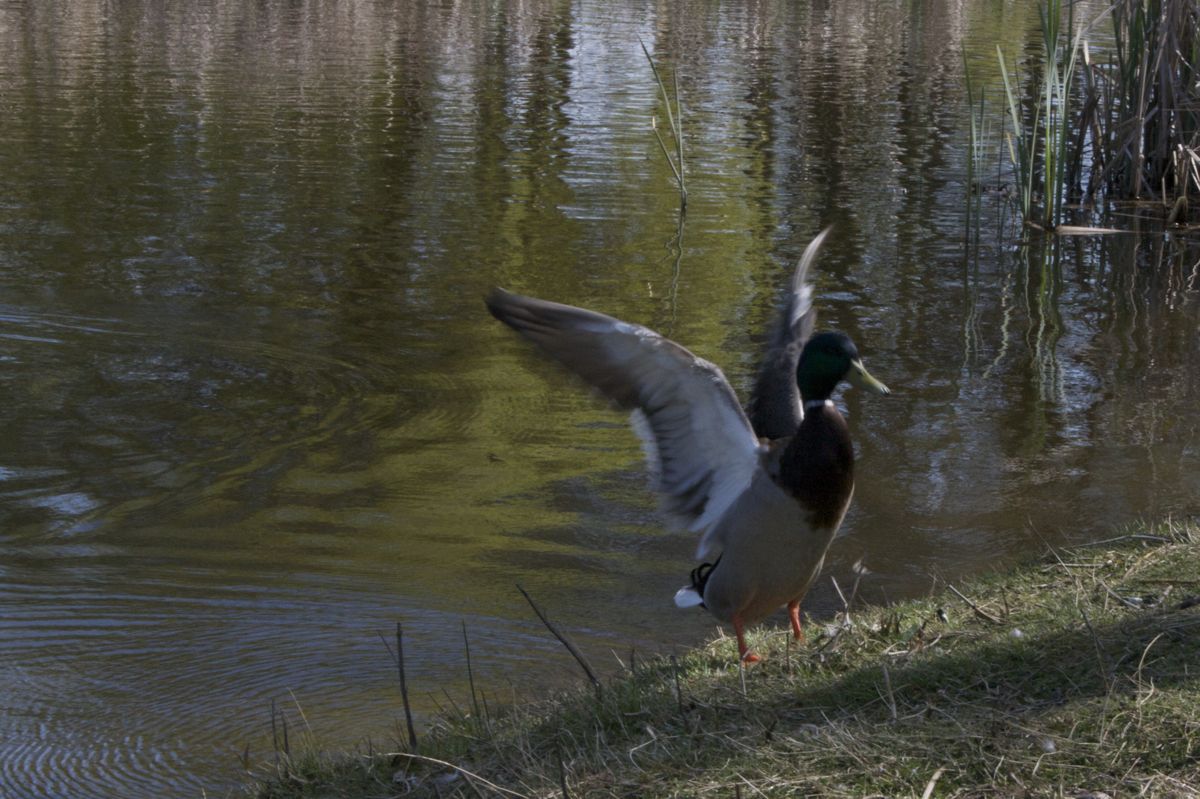 Duck at Jericho Park