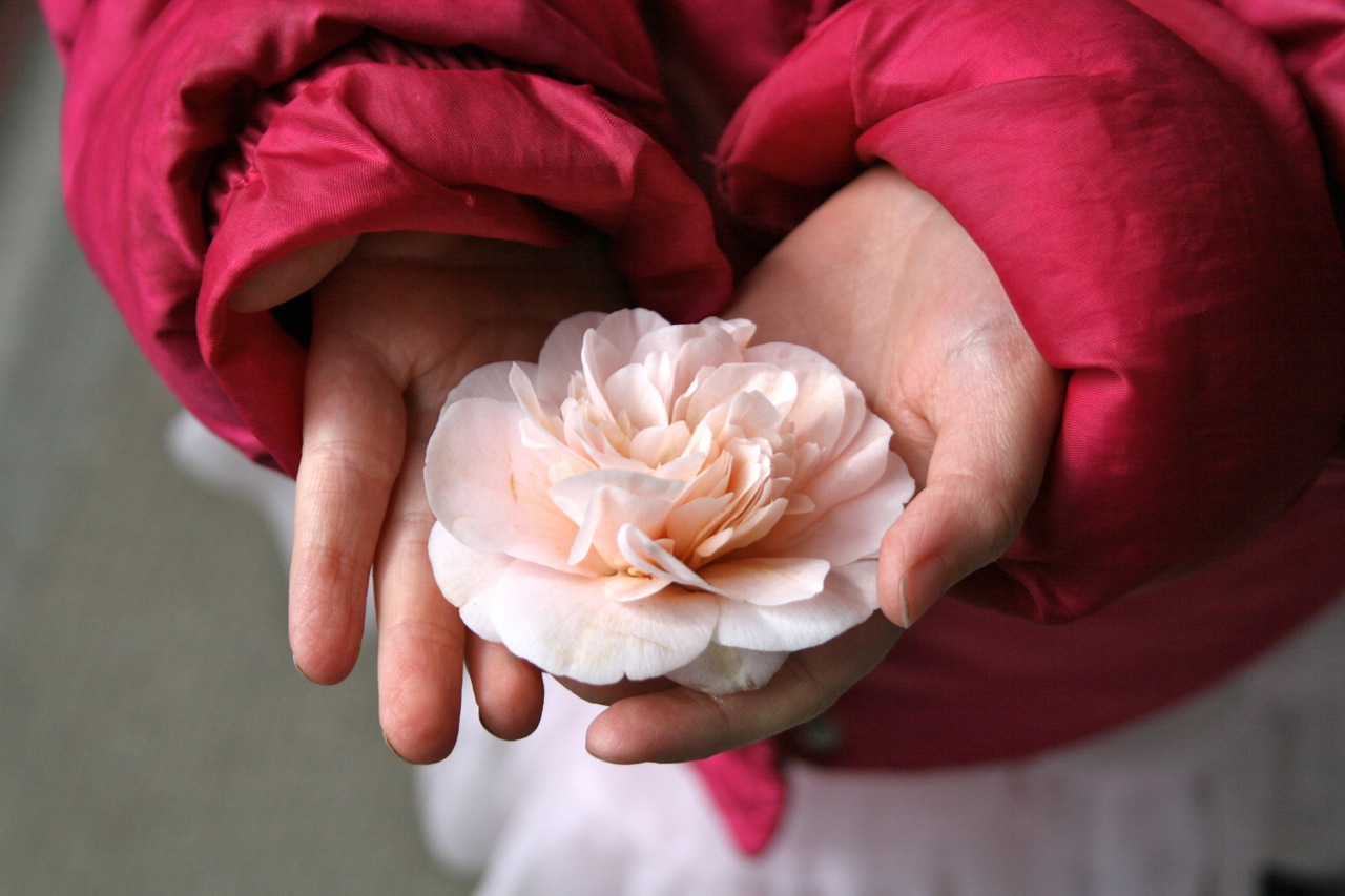 Camelia