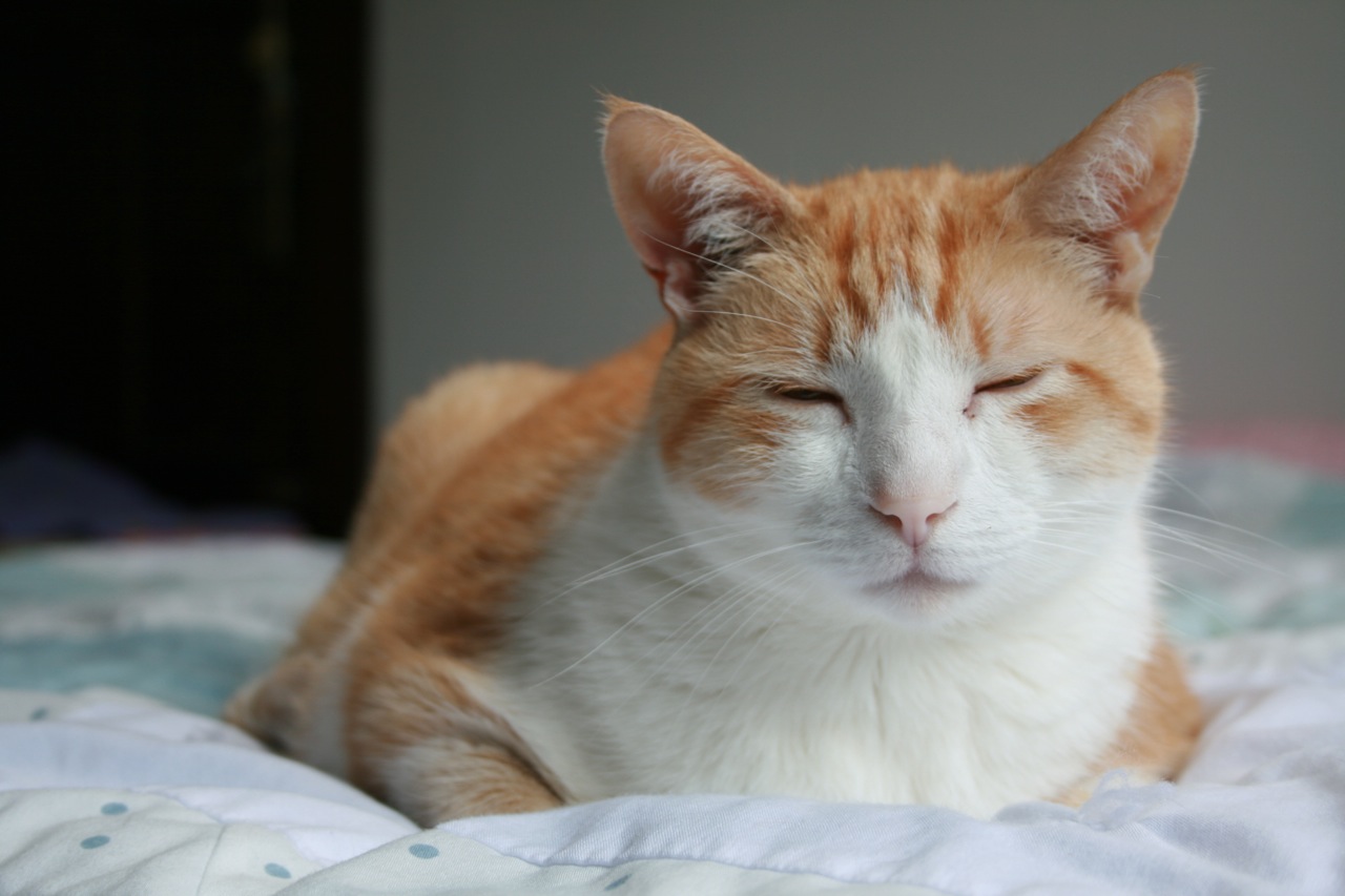 I do believe this is the first time I've ever posted a cat photo on this blog. Internet, meet Oberon. I do believe this is the first time I've ever posted a cat photo on this blog. Internet, meet Oberon.