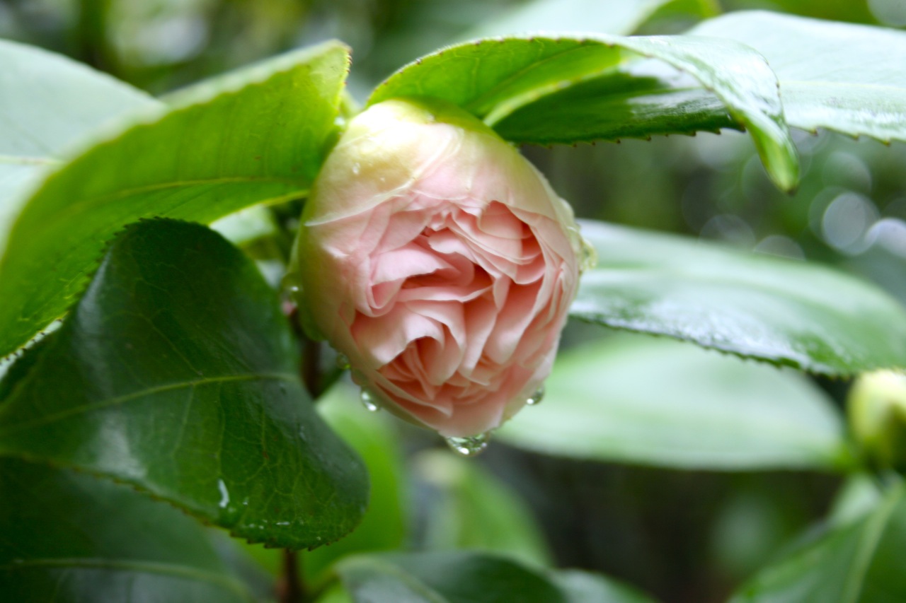 Camelia bud Camelia bud