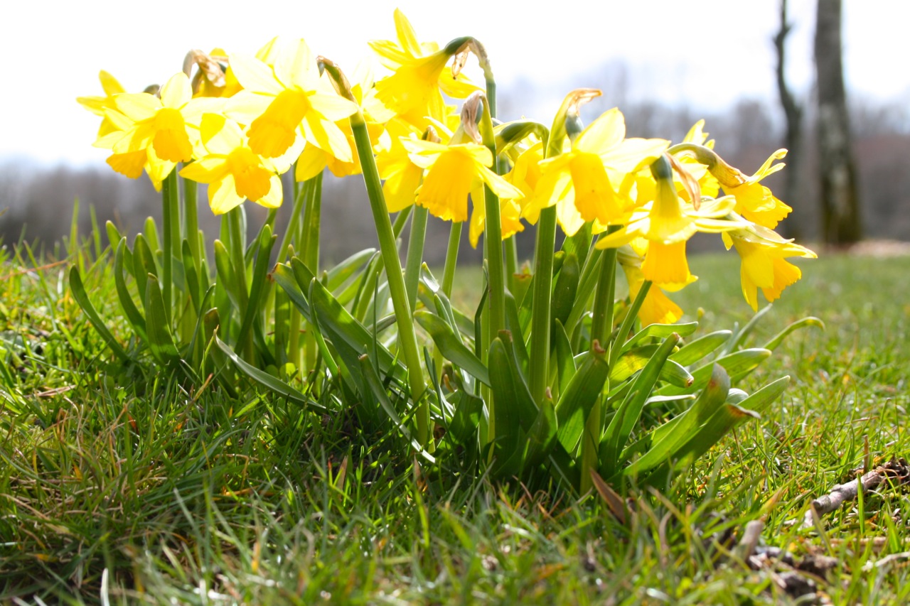 Hey daffodils. Nice to see you again. Hey daffodils. Nice to see you again.
